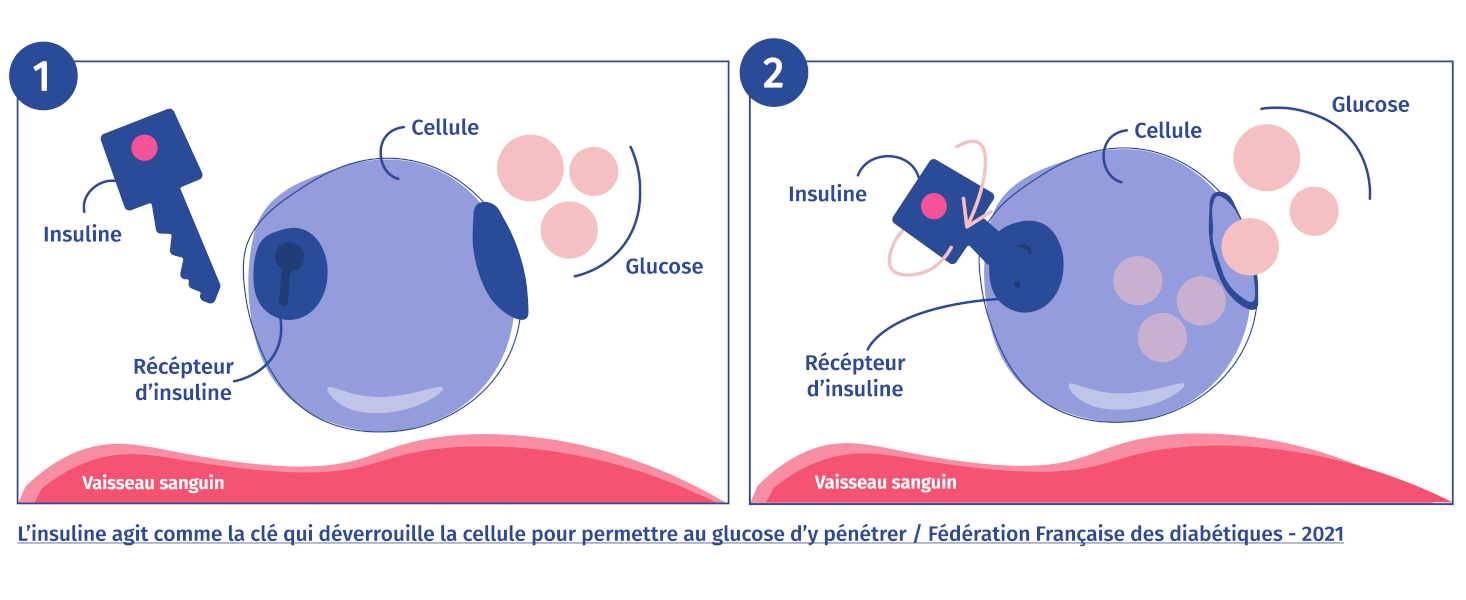 Insuline cle