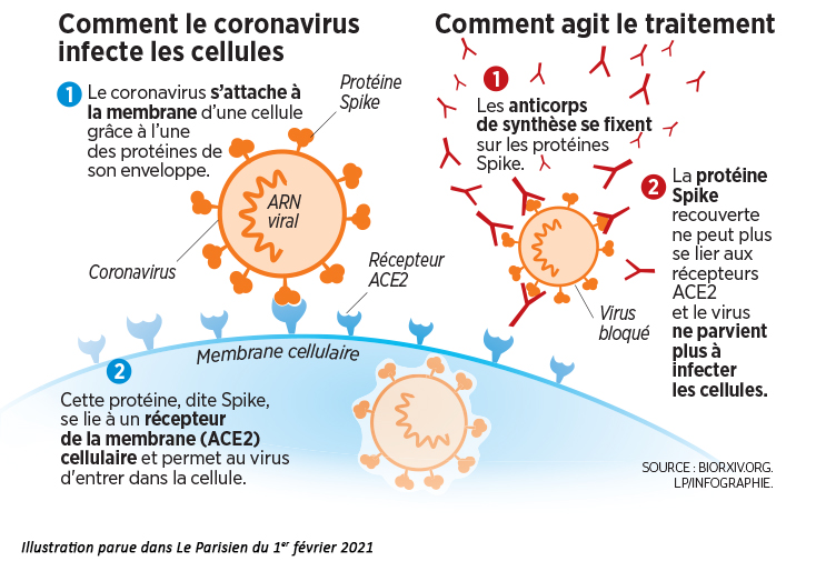 Les traitements à anticorps monoclonaux